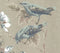 Rosemore Taupe Metallic Luxury Bird Wallpaper